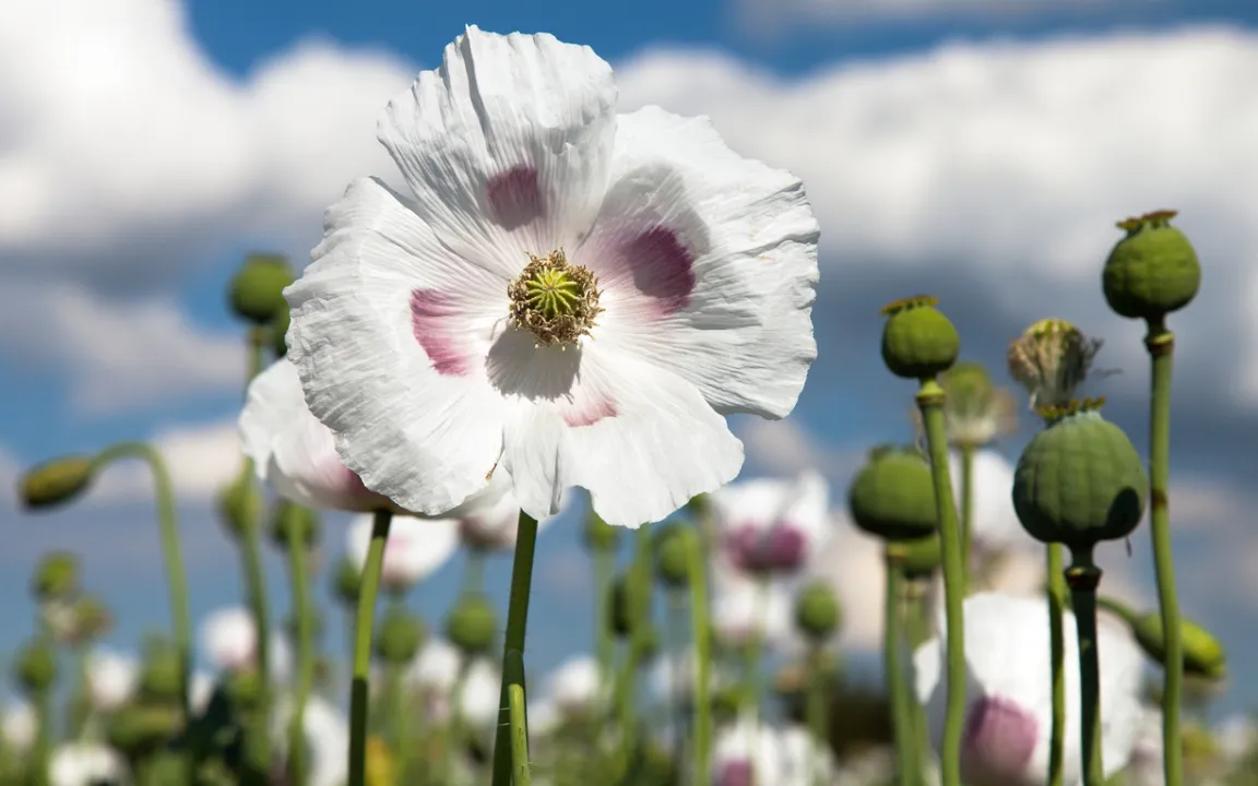 Der Schlafmohn ist "Giftpflanze des Jahres 2021" 