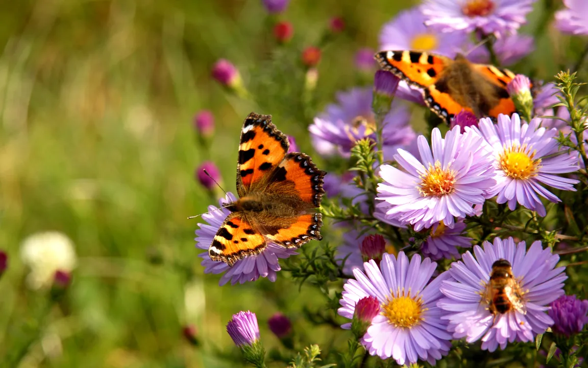 Buchtipp: Mein Naturgarten, wie er mir gefällt