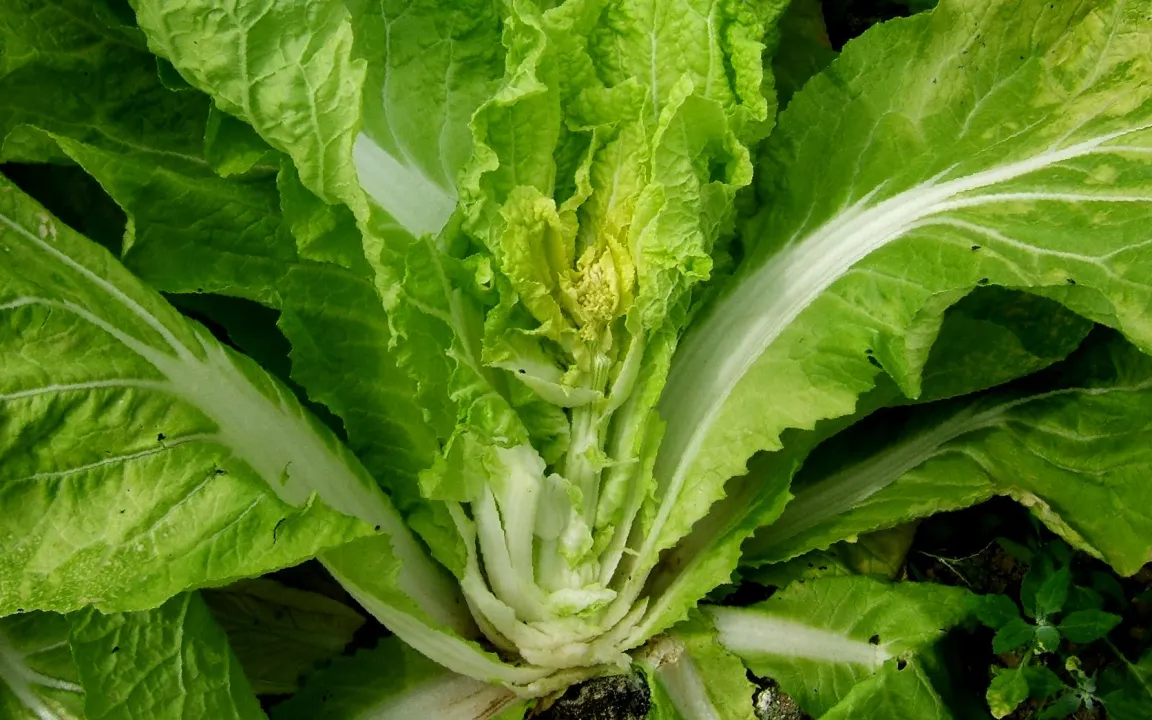 Chinakohl hat Saison von April bis März