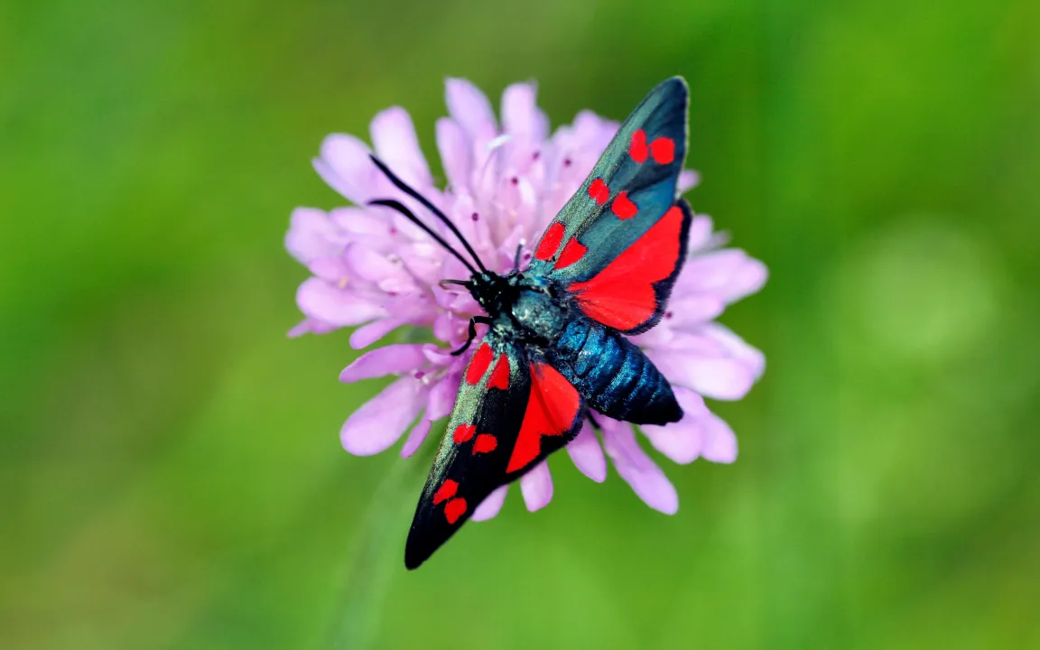 Buchtipp: Verbreitungsatlas der Tagfalter und Widderchen Deutschlands