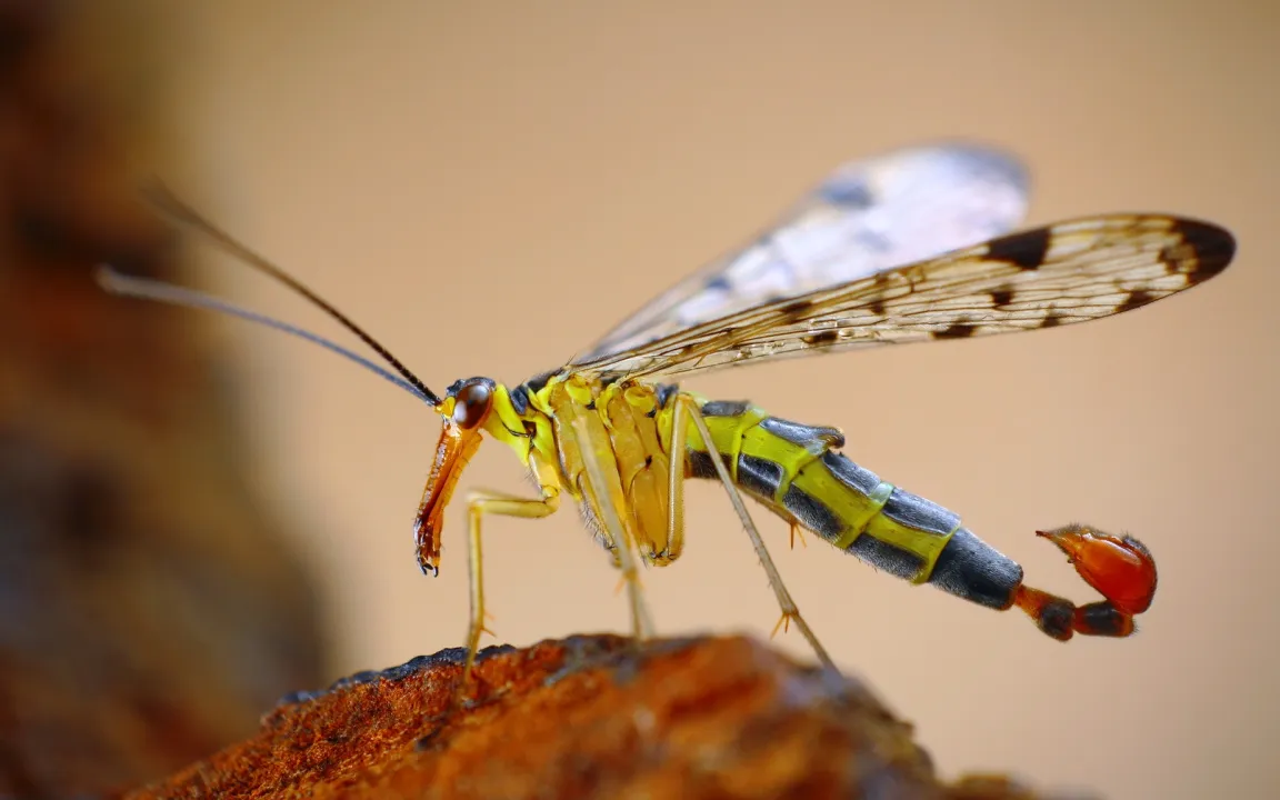Insekt des Jahres 2018: Die Gemeine Skorpionsfliege