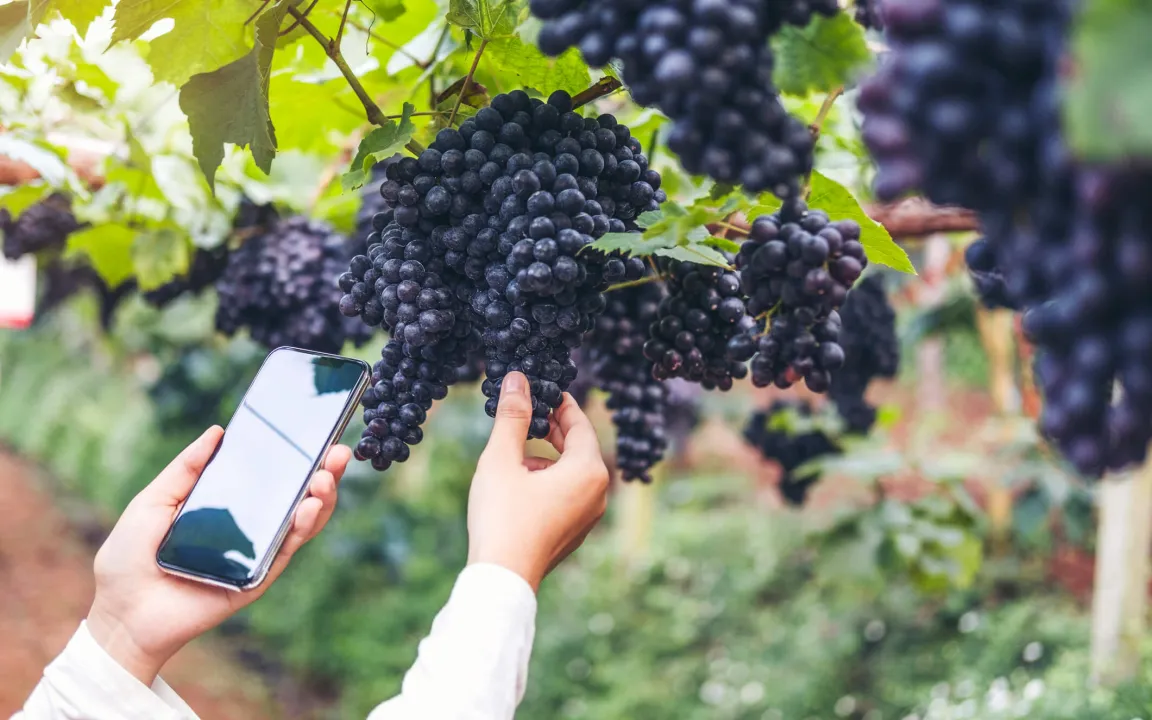 Traubenduft gegen den Traubenwickler 