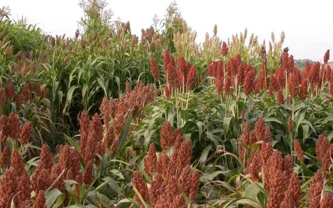 Anbaumix verbessert Qualität, Erträge und Umwelteinfluss