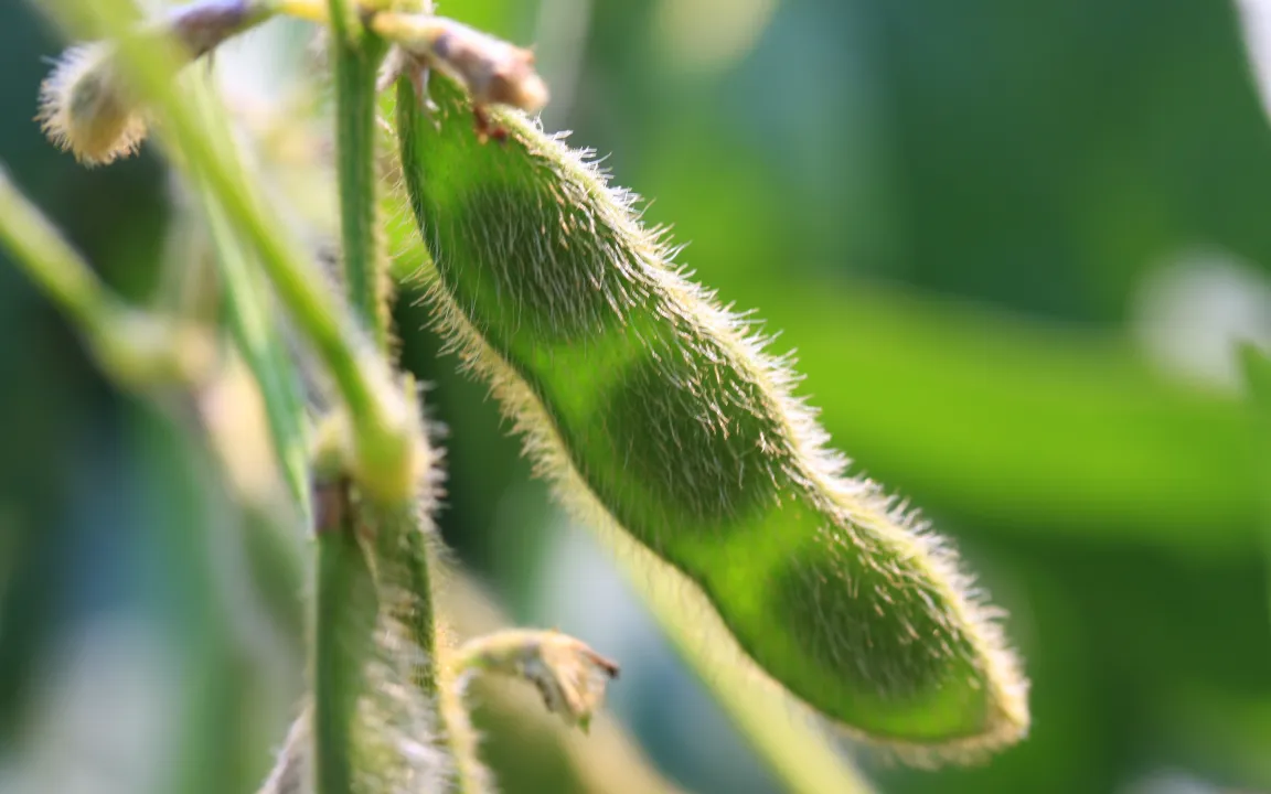 Sojaschrot – in der Regel „mit Gentechnik“