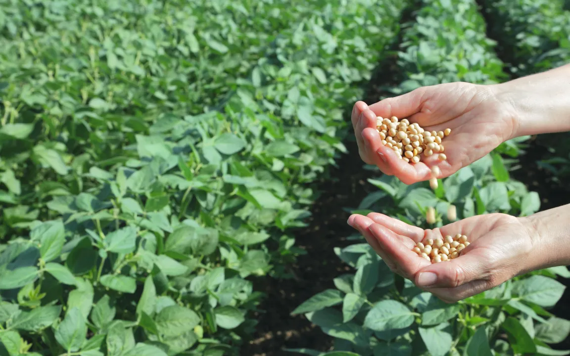 20 Jahre Grüne Gentechnik