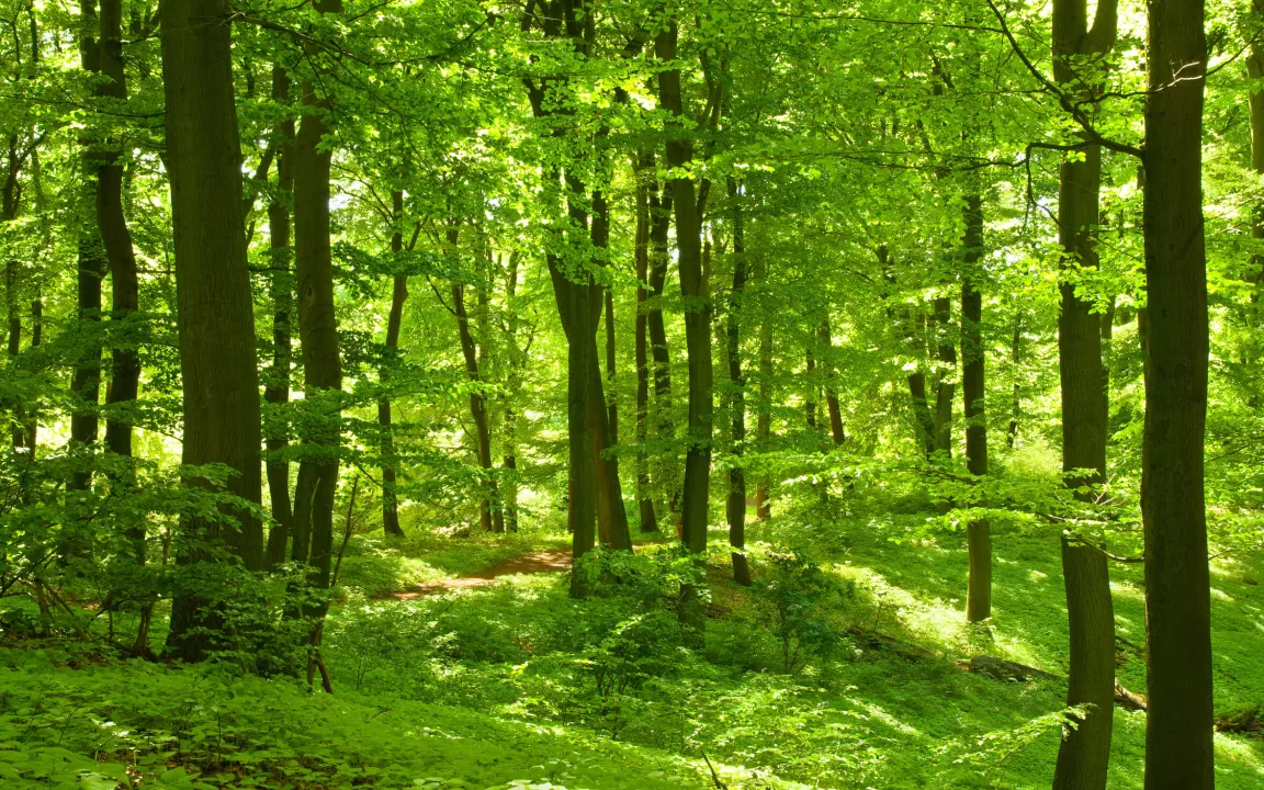 Internationaler Tag der Wälder 2020