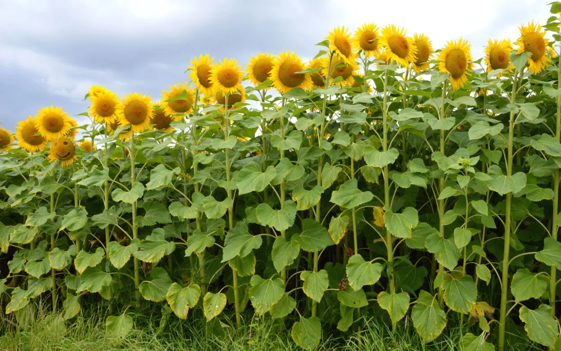 Sonnenblumen: drehfreudige Ölpflanzen