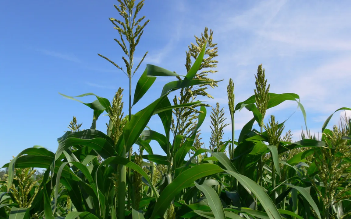 Sorghumhirse: Pflanze mit Potenzial