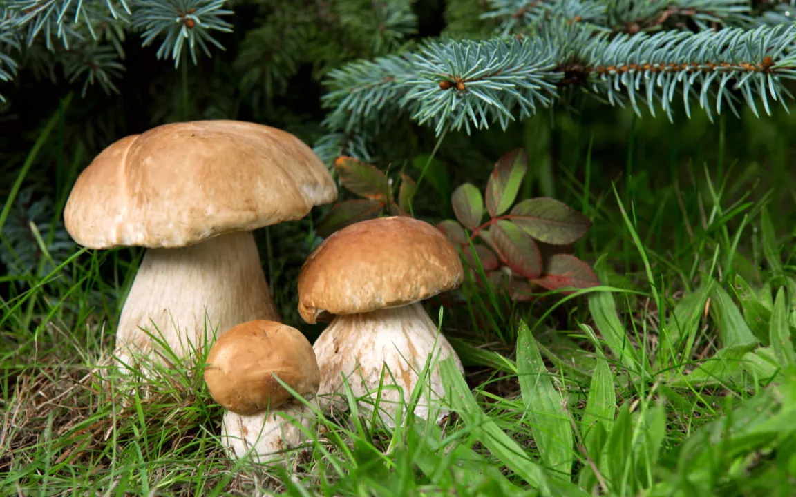 Klimaschutz durch Pilze