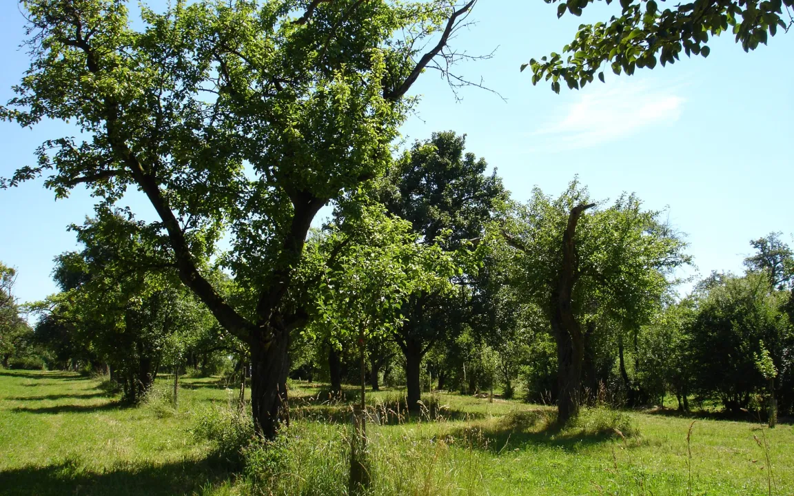 Obstbaumschnitt per Roboter
