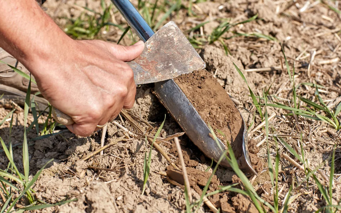 Wie viel Humus braucht der Boden?