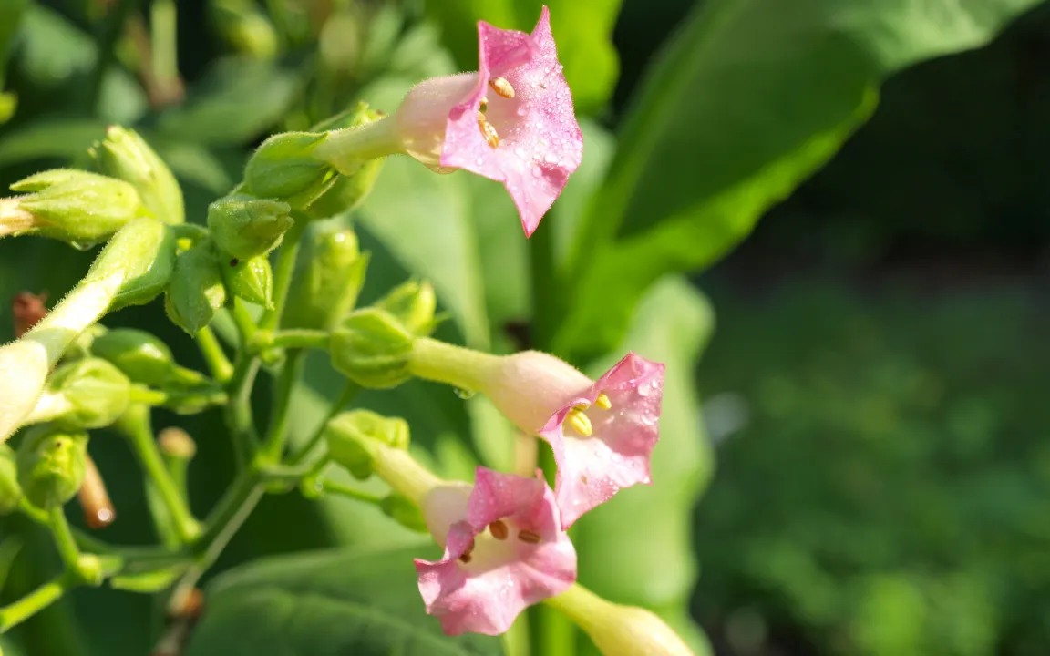 Nutzpflanzen universell resistent machen