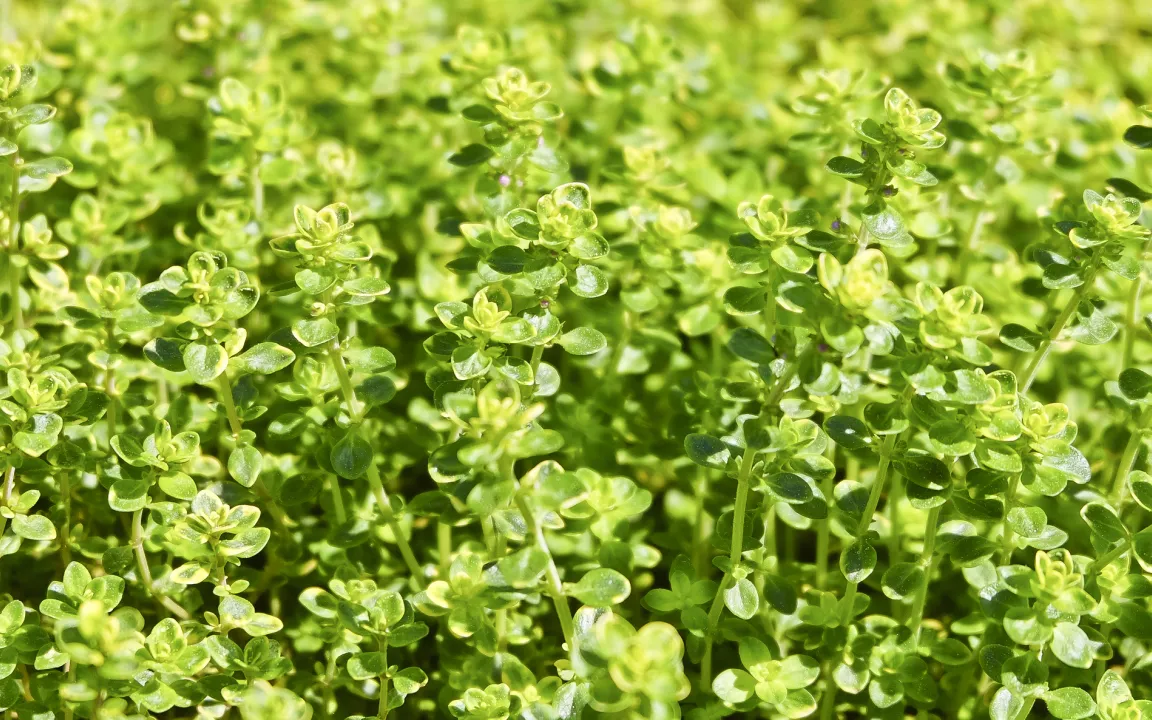 Heil- und Küchenkraut Thymian