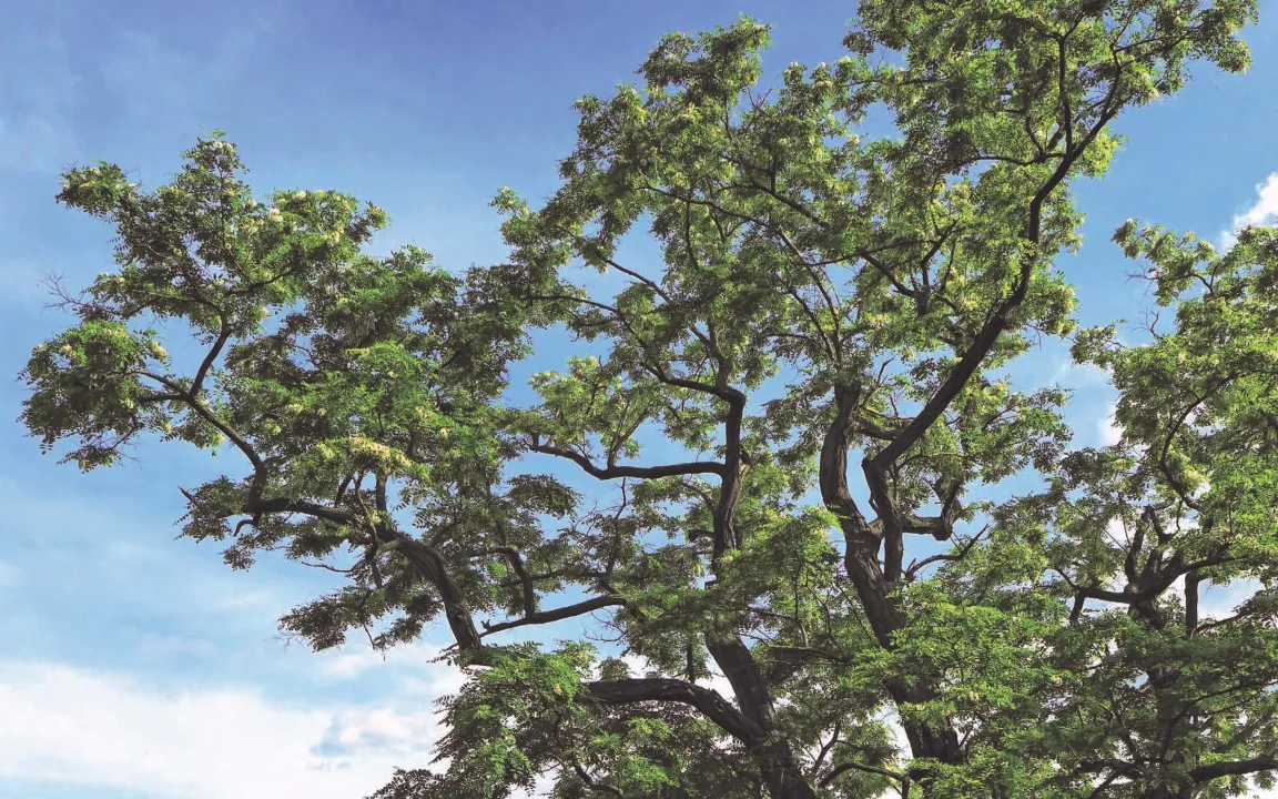 Baum des Jahres 2020: Die Robinie