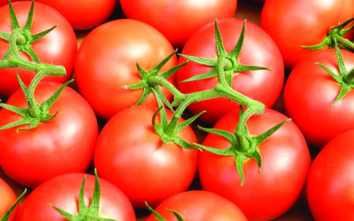 Vier-Sterne-Pflege für Tomaten.....