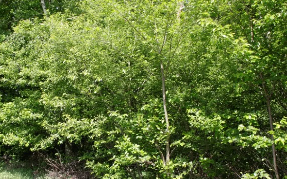 Die Späte Traubenkirsche als "Unkraut" in unseren Wäldern