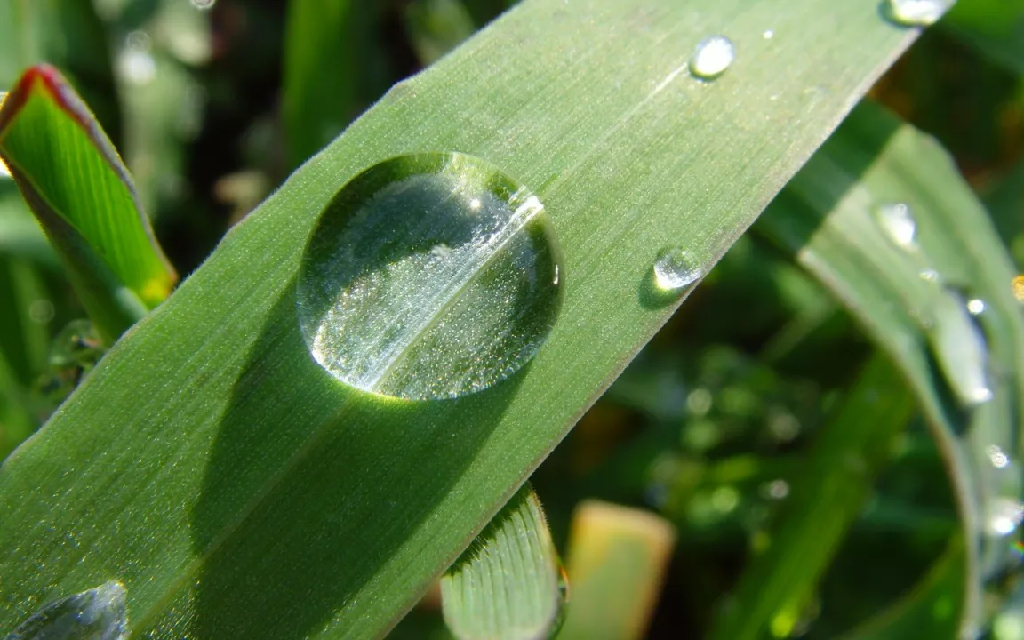 Wassereffizienz steigern: "More crop per drop"