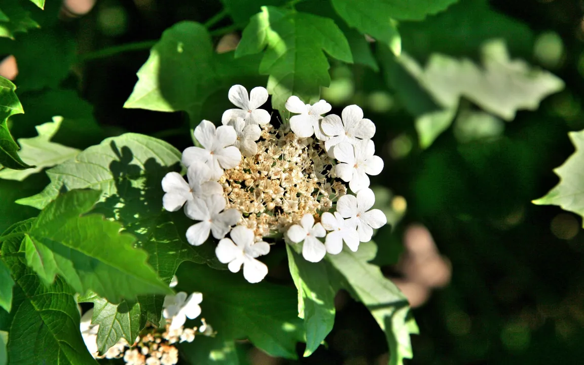 Der Gewöhnliche Schneeball