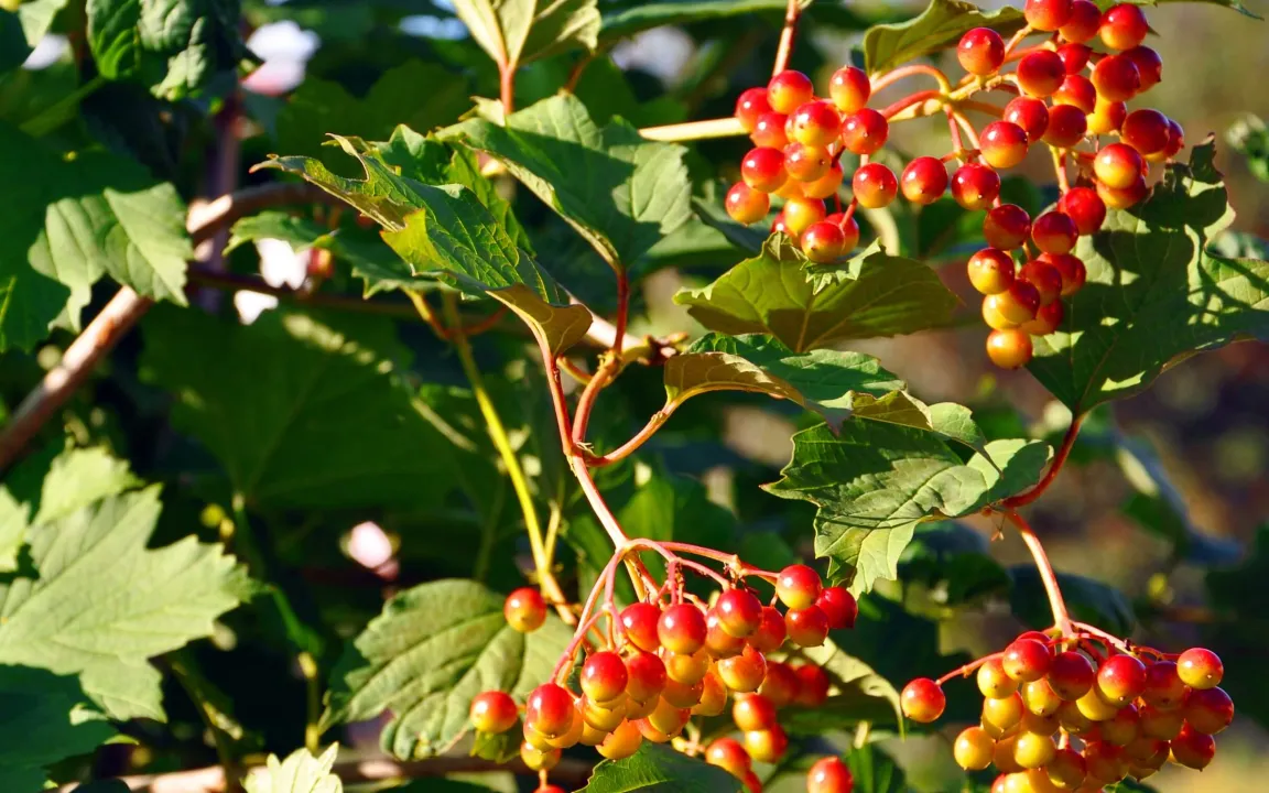 Heimische Gehölze im eigenen Garten