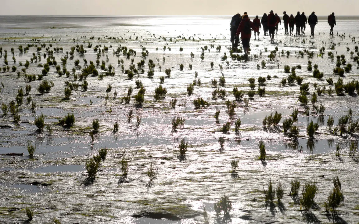 Boden des Jahres 2020: Der Wattboden