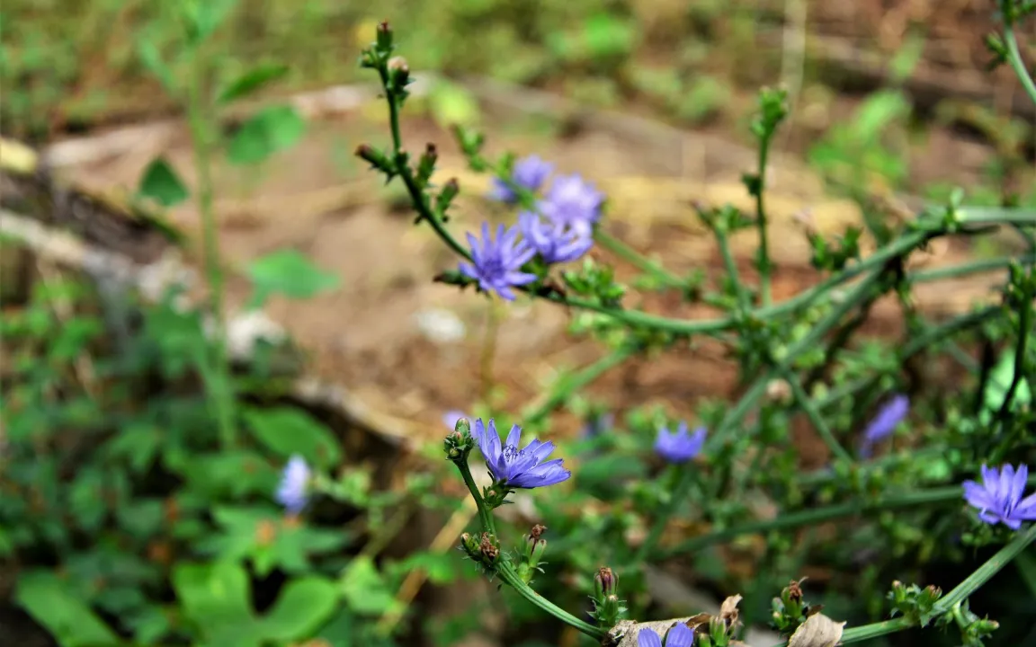 Wegwarte im Gartenbeet oder Kübel