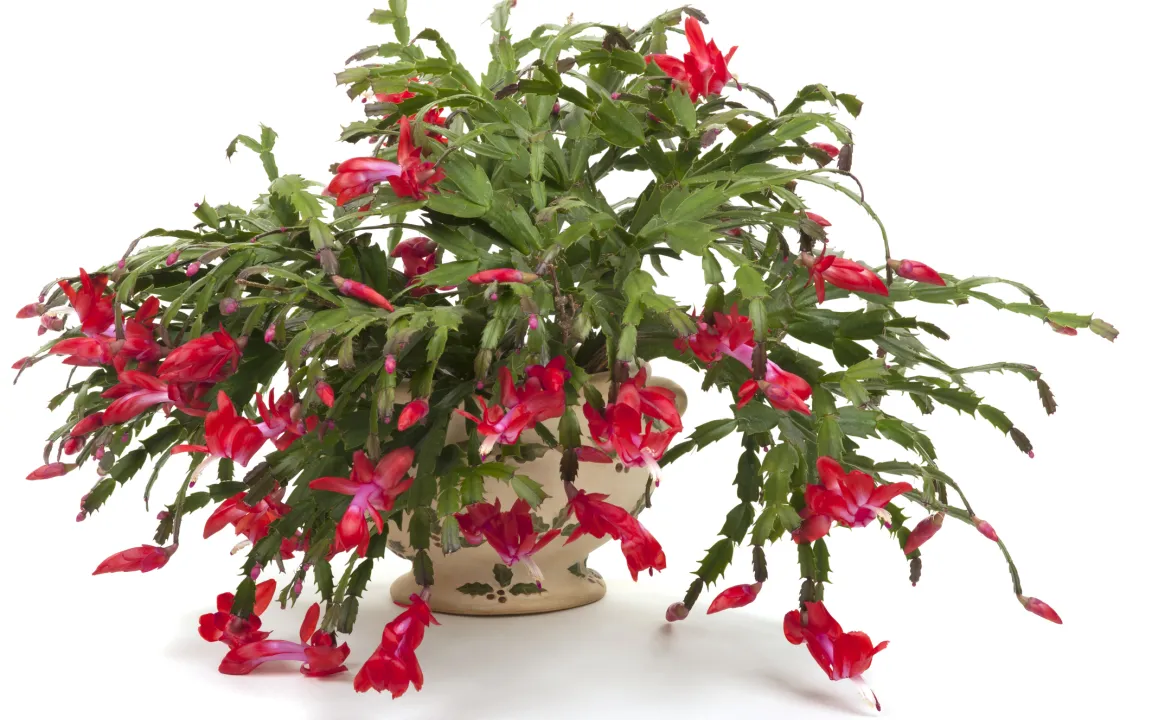 Weihnachtskakteen: Mit Blütenpracht zur Stillen Nacht