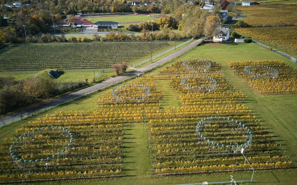 Steigender CO2-Gehalt in der Luft beeinflusst Weinreben