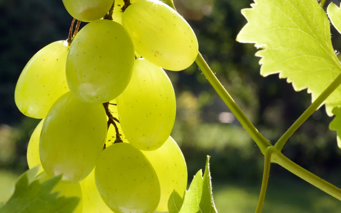Trauben aus dem eigenen Garten