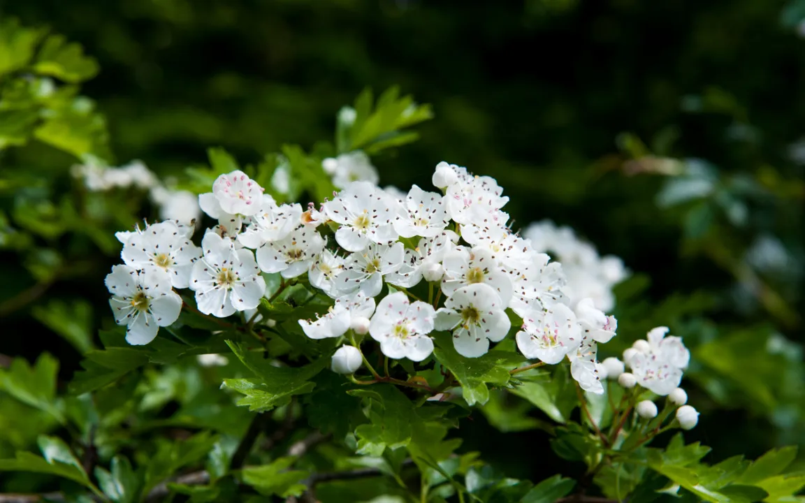 Weißdorn ist "Arzneipflanze des Jahres 2019"