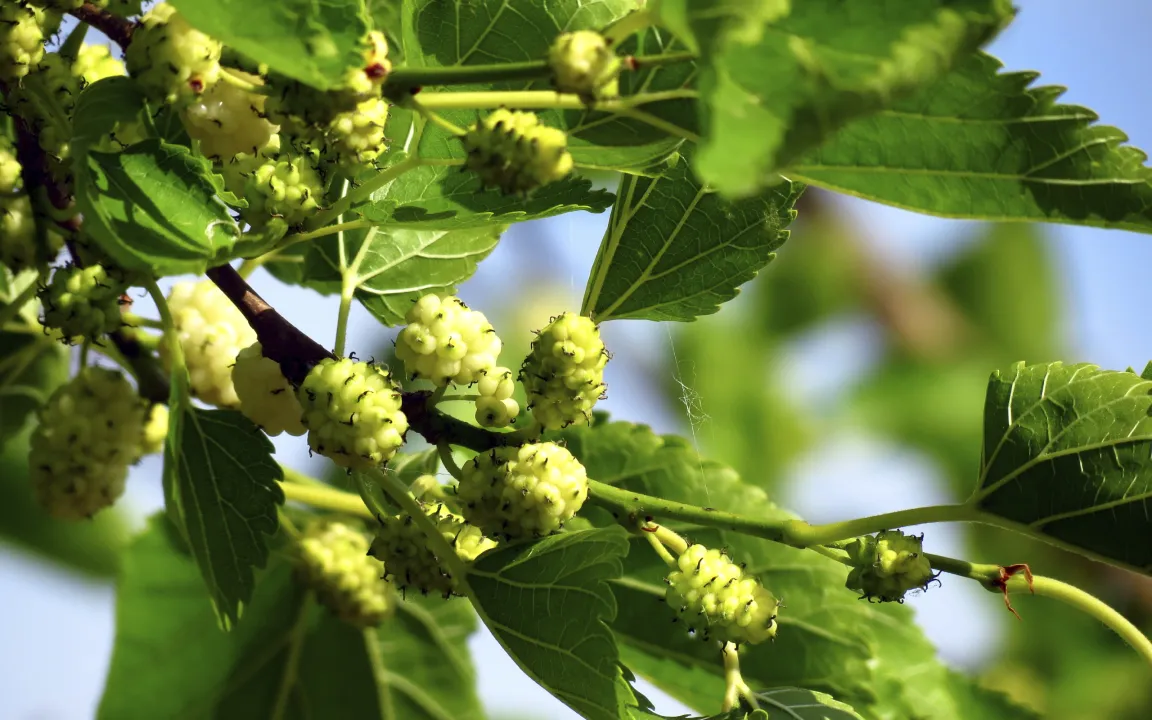 Die Maulbeere – im weiß-schwarz-roten Dreierpack