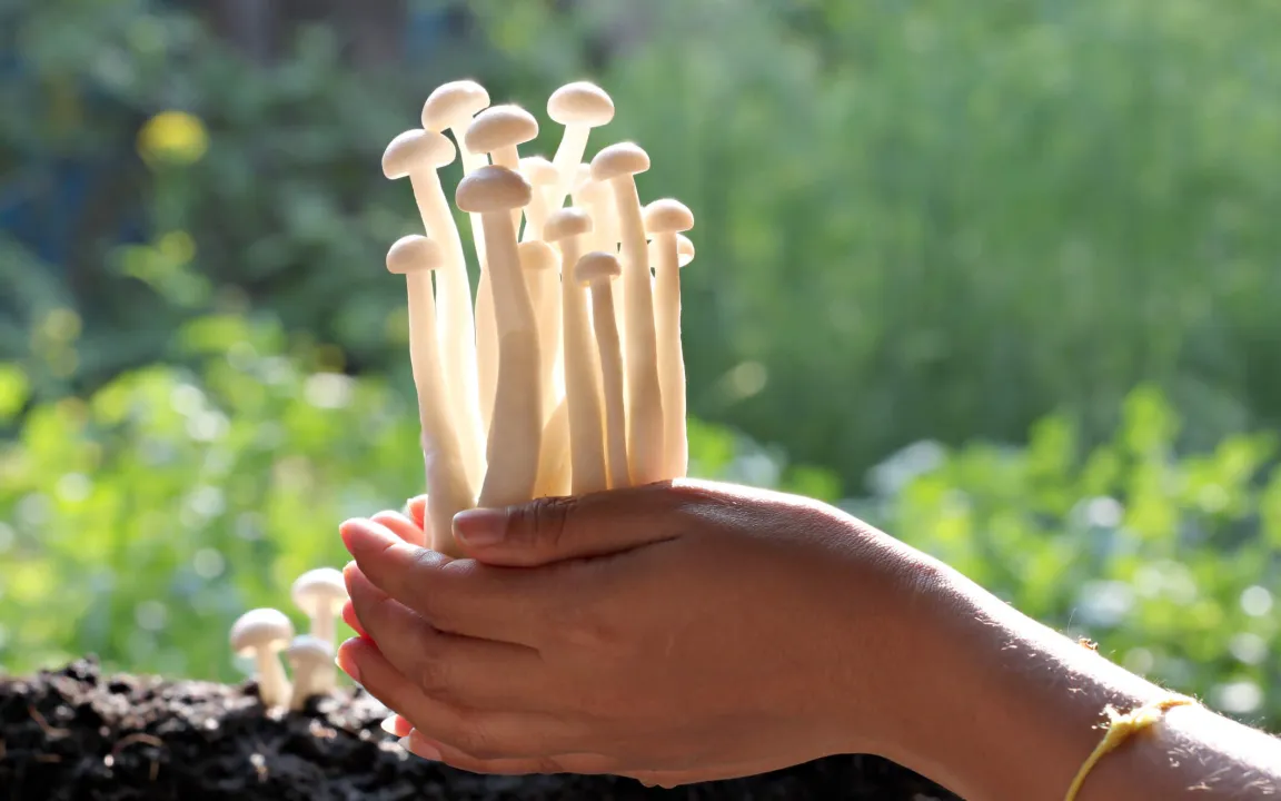 Pilze selber züchten