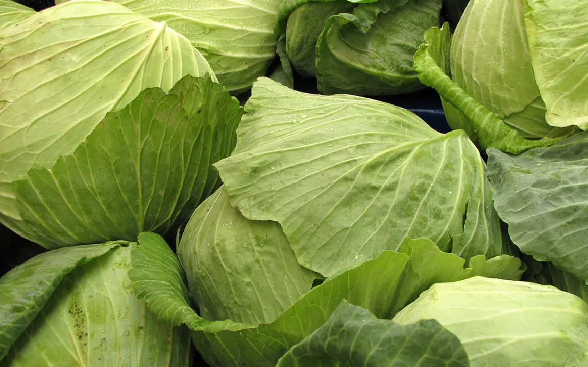 Weißkohl hat Pole-Position bei Kohlarten