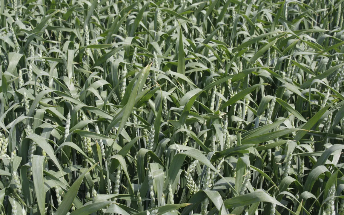 Mehr Körner pro Ähre, mehr Ertrag vom Feld