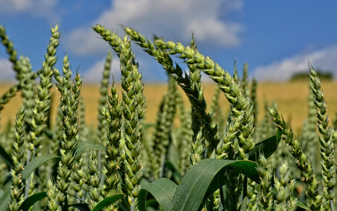 Heterosiseffekt beim Weizen jetzt systematisch nutzbar 