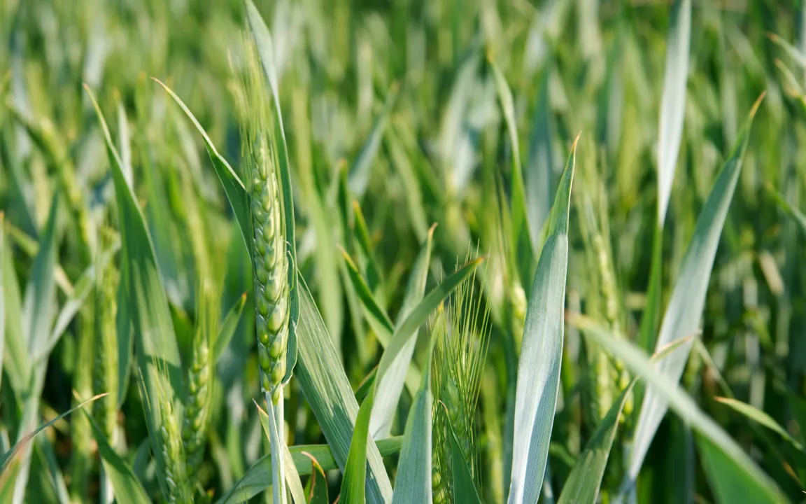 Selbstverteidigung für Pflanzen
