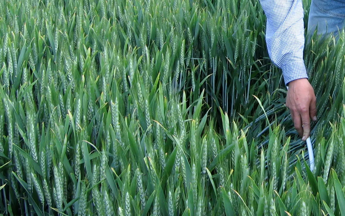 Kranke Pflanzen früher erkennen