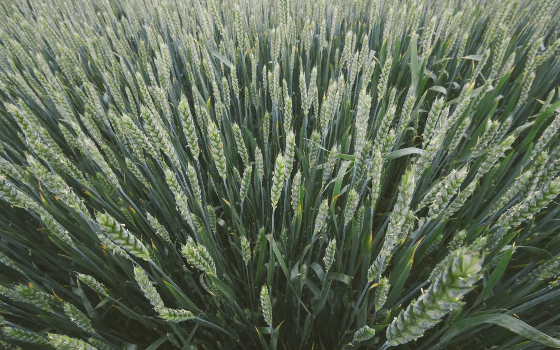 Hybridweizen im Kommen