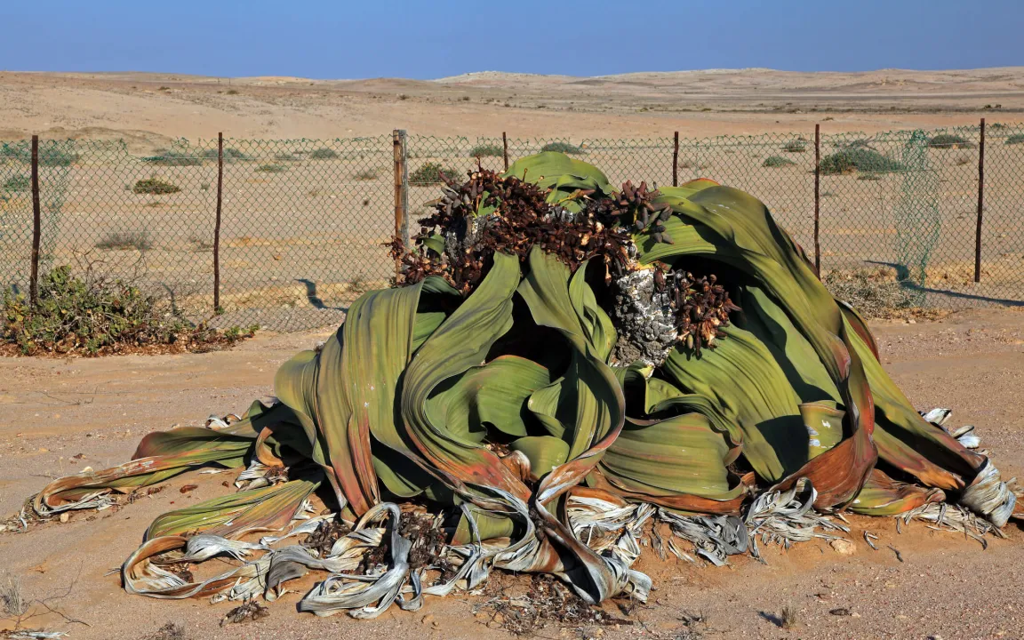 Wüstenpflanze Welwitschie