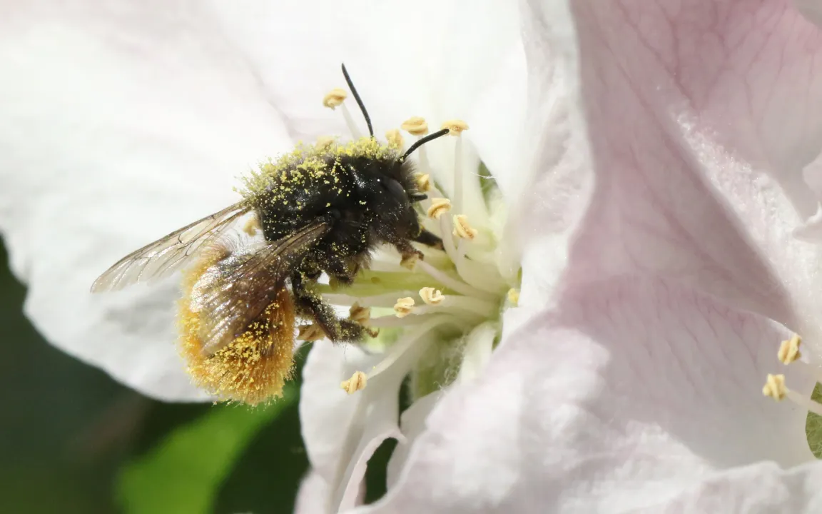 Imker und Bauern im Dialog
