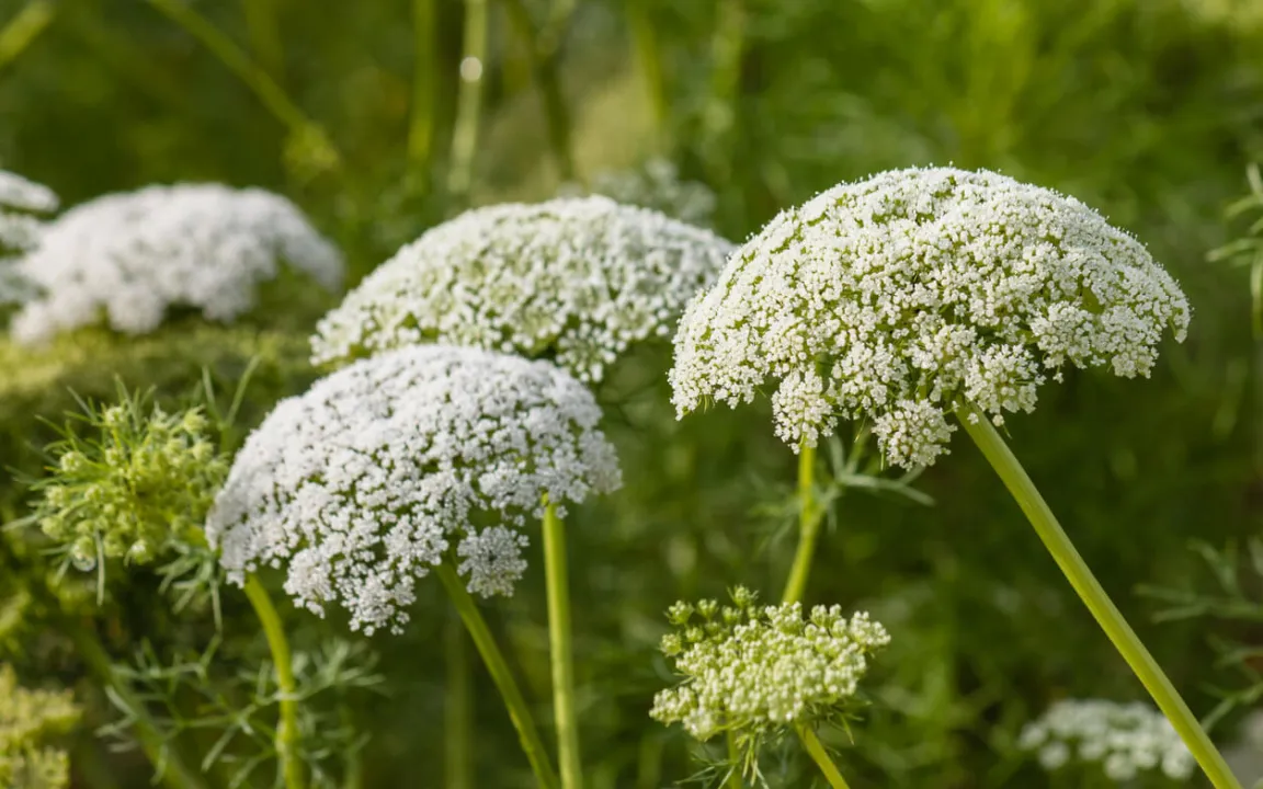 Wilde Möhre, Teosinte und Co.