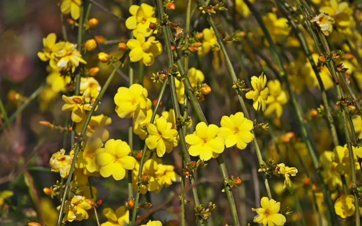 Der Winterjasmin – ein pflegeleichter Winterblüher