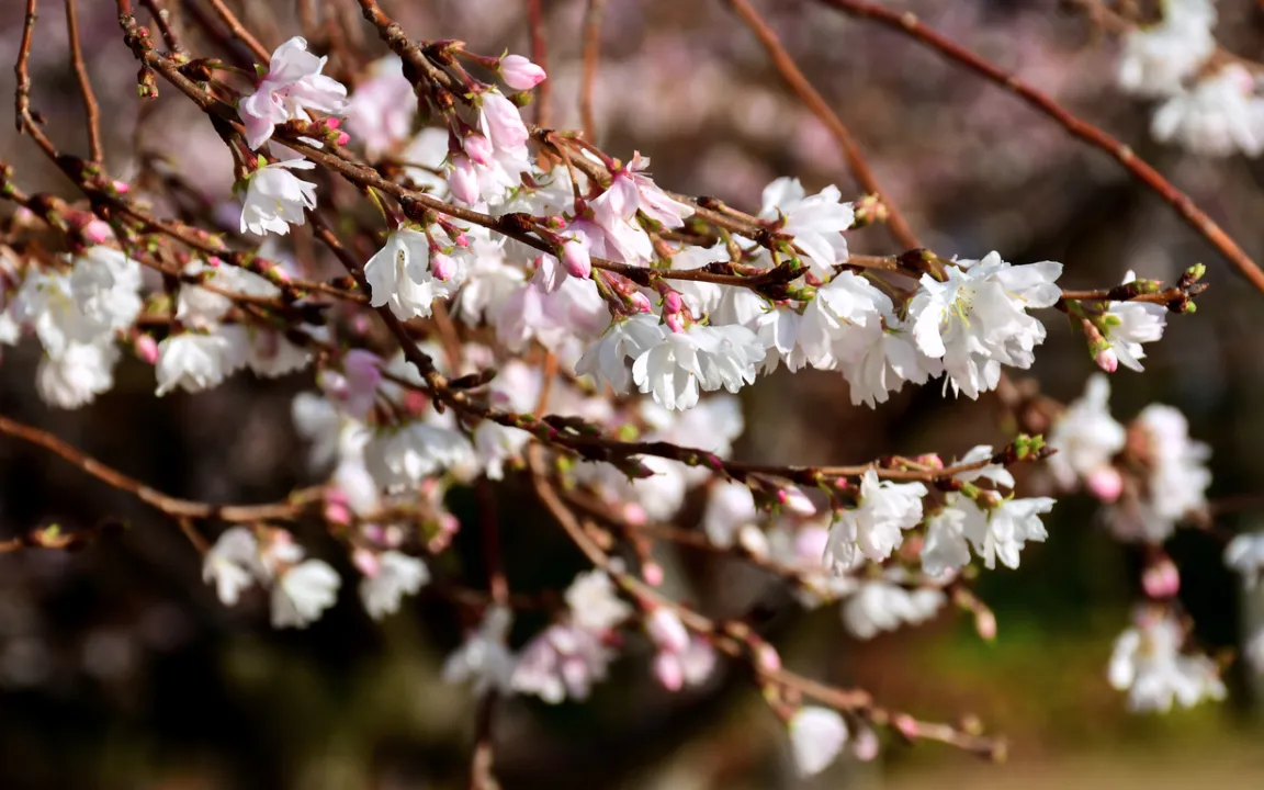 Die Winterkirsche – Winterblüher von graziler Schönheit