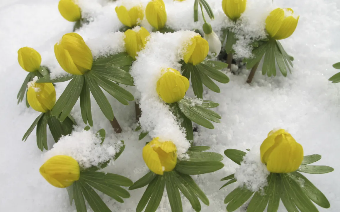 Winterlinge sind Frühlingsboten