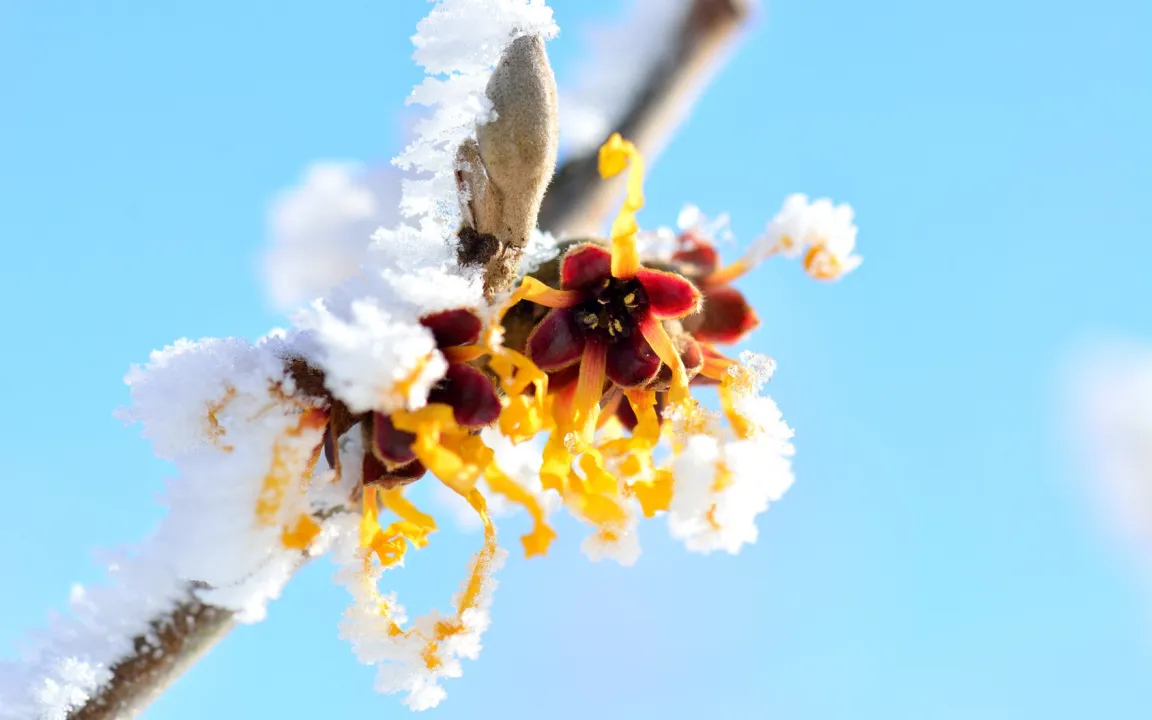 Die Zaubernuss: Winterliche Blütenpracht