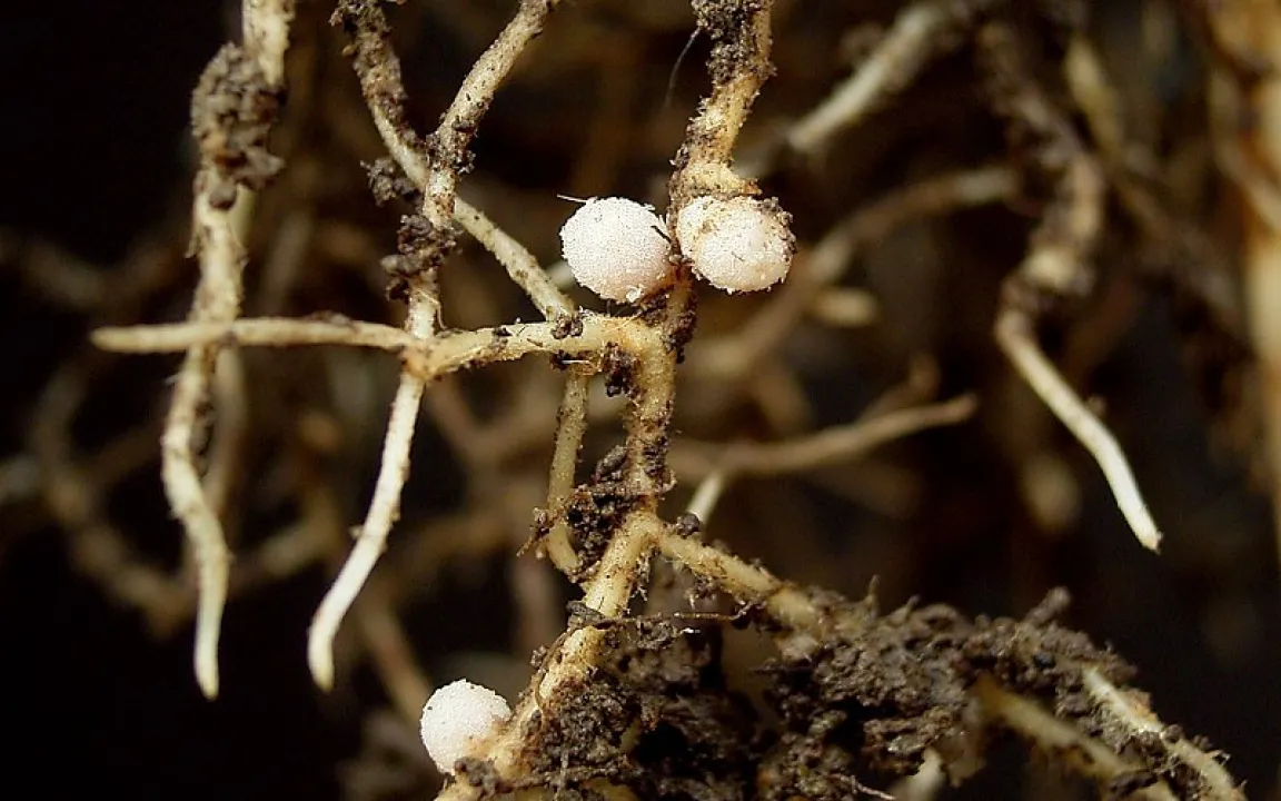 Leguminosen: Düngerfabrik in den Wurzeln