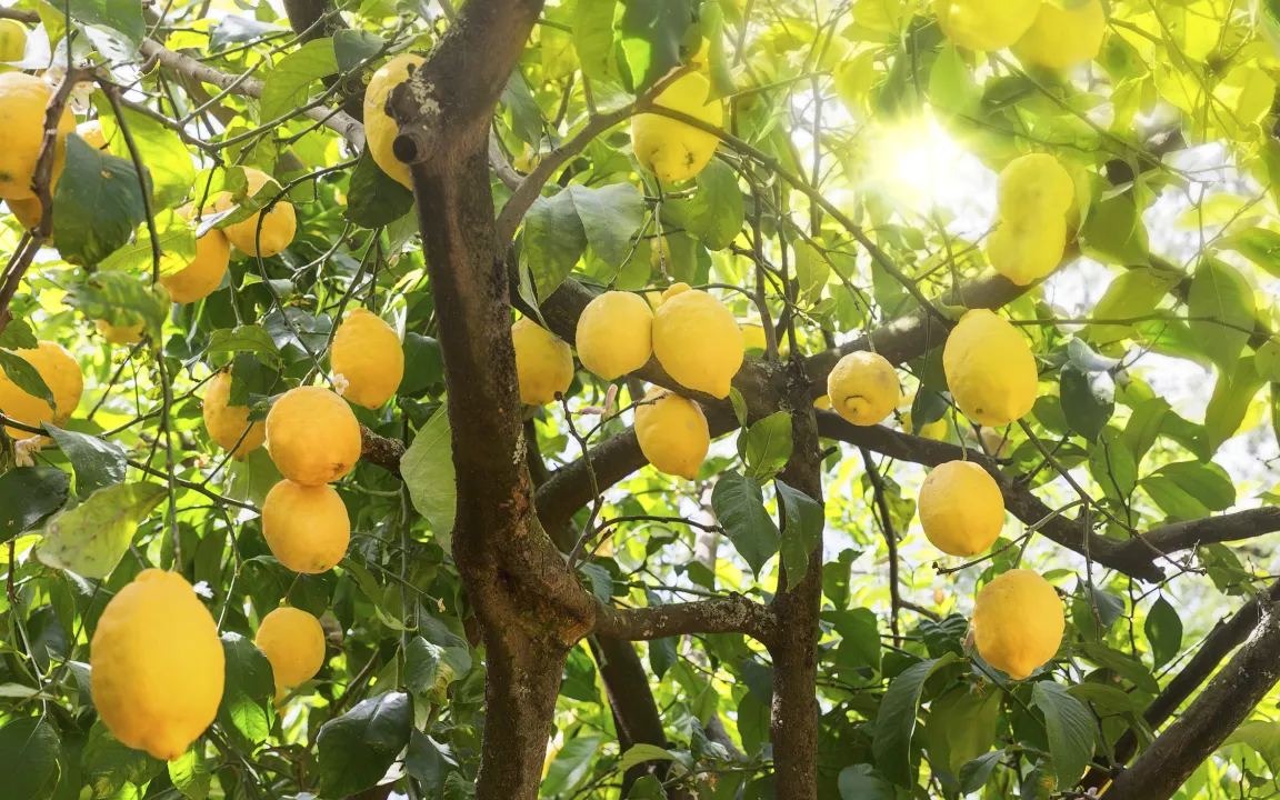 Zitruspflanzen gesund erhalten