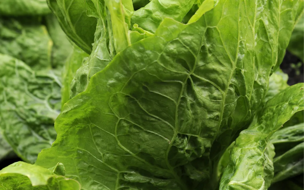 Der Zuckerhut: Wintersalat aus der Gattung der Zichoriengewächse