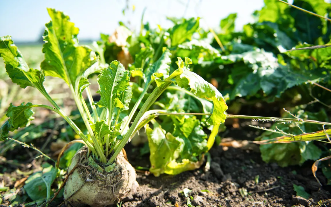 Mehr Zucker in die Zuckerrübe