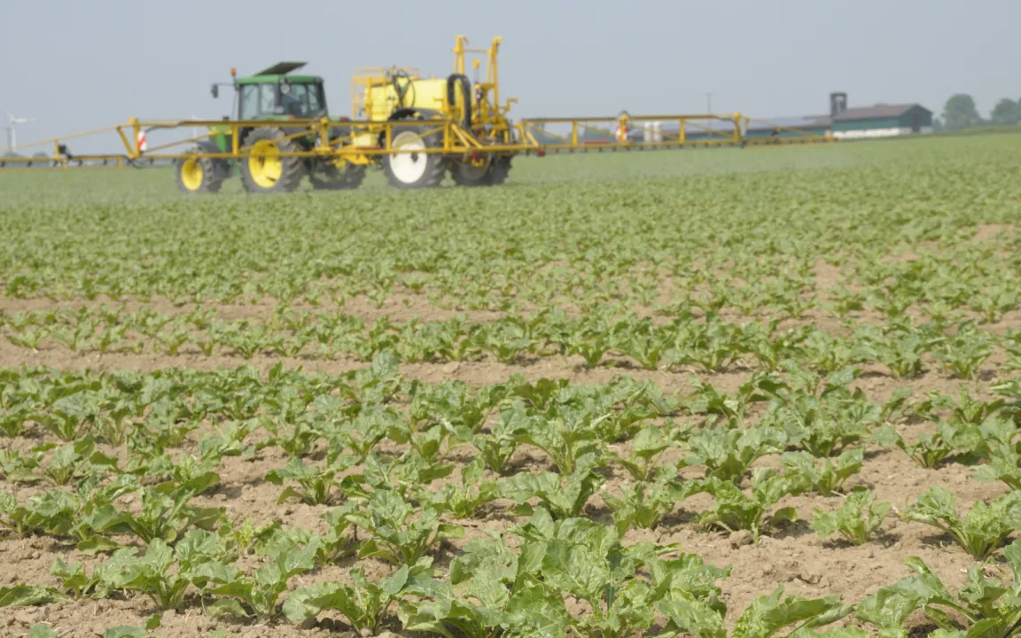Zuckerrüben hacken oder spritzen?
