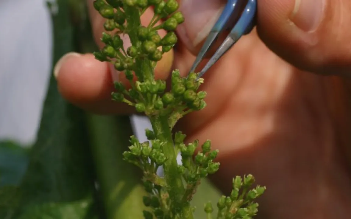 Überraschung – die Abstammung der Rebsorten kommt auf den Prüfstand 